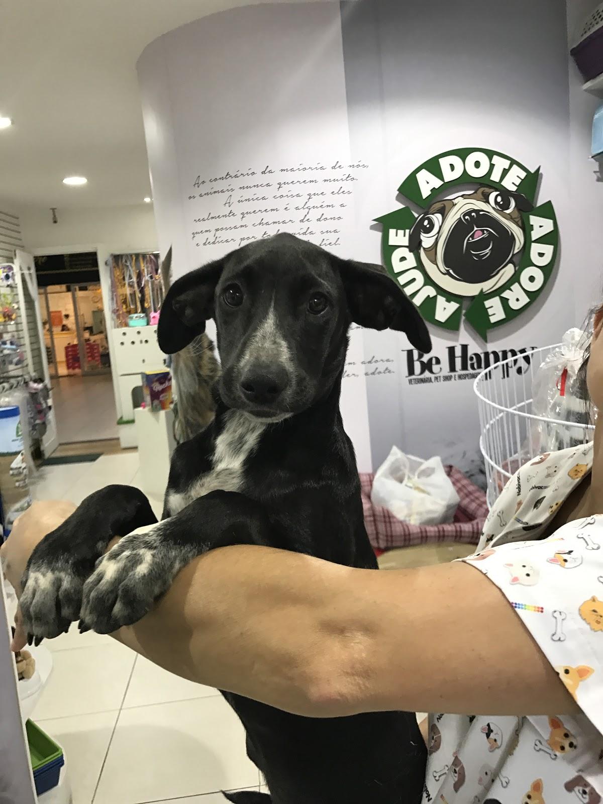 Veterinária Be Happy - Foto 4