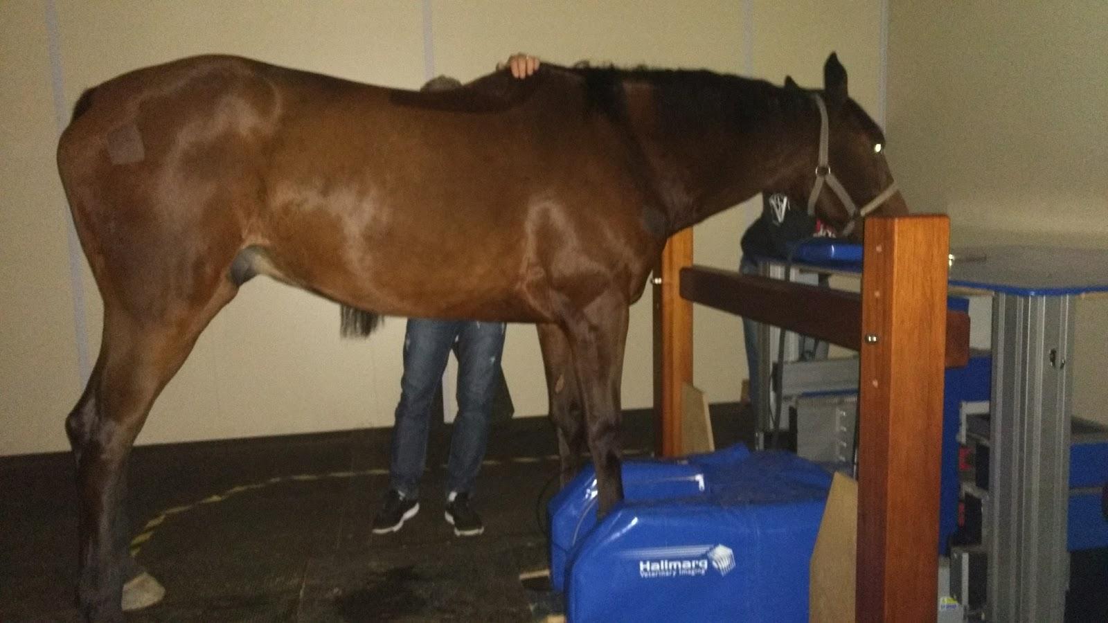 Horse Center Laboratório e Clínica Veterinária - Foto 2