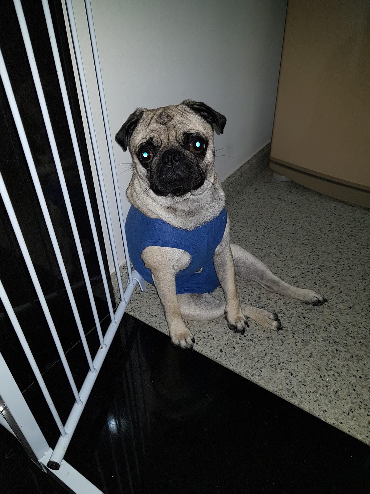 Clinica Veterinária Adriana - Foto 2