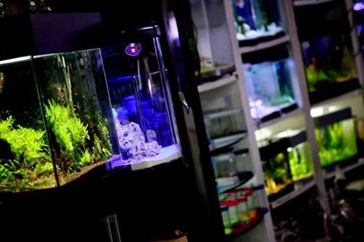 Boutiquarium Aquarismo e Pet Shop Ltda