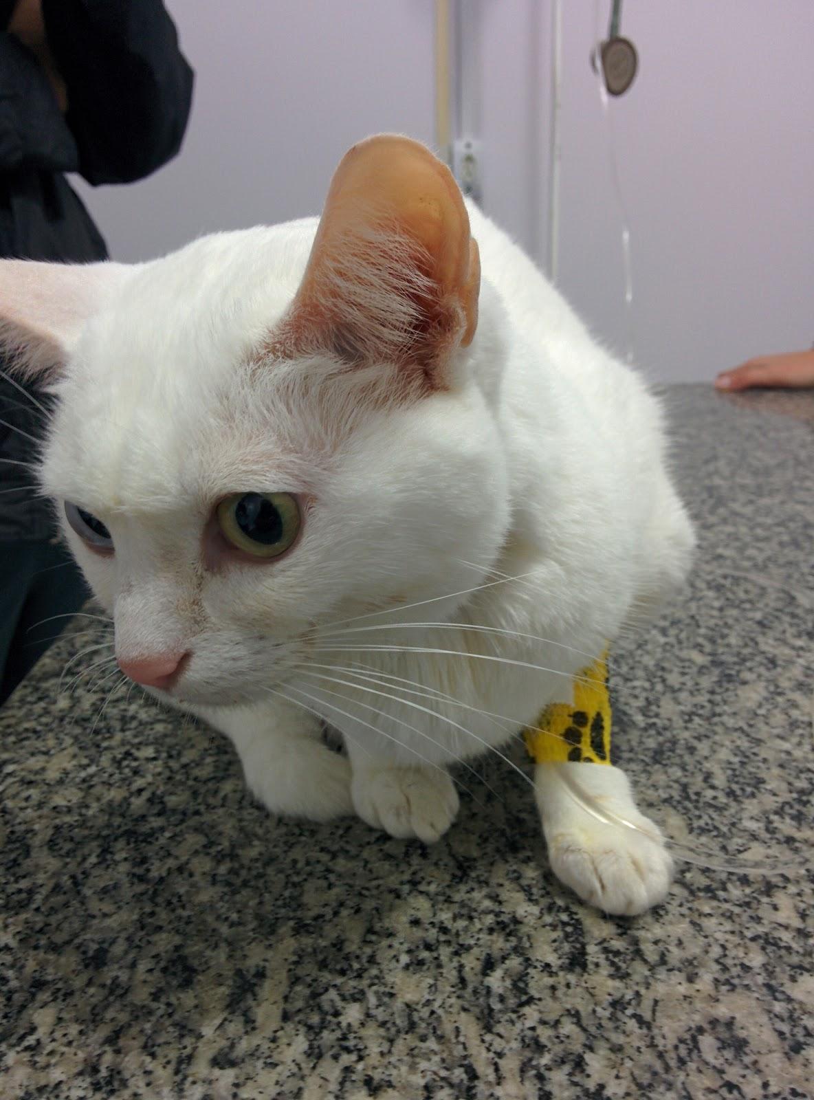 Clínica Veterinária Biguá