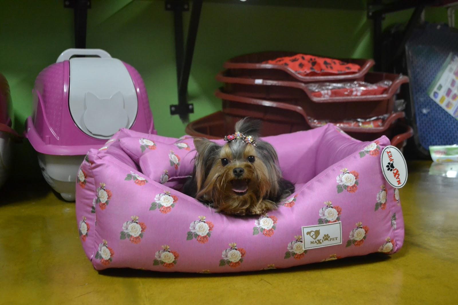 Mimos e Dengos -CLÍNICA VET/ PET SHOP