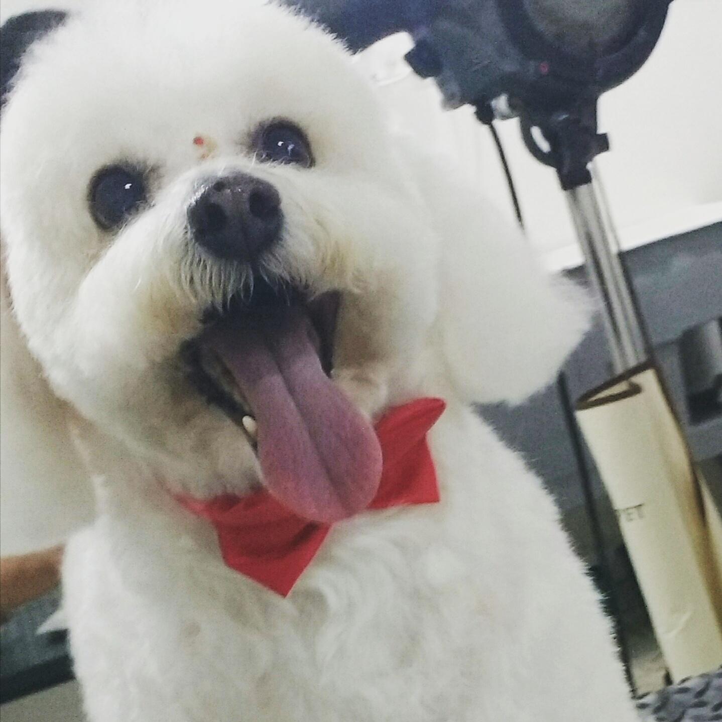 MR .PET'S - Foto 2
