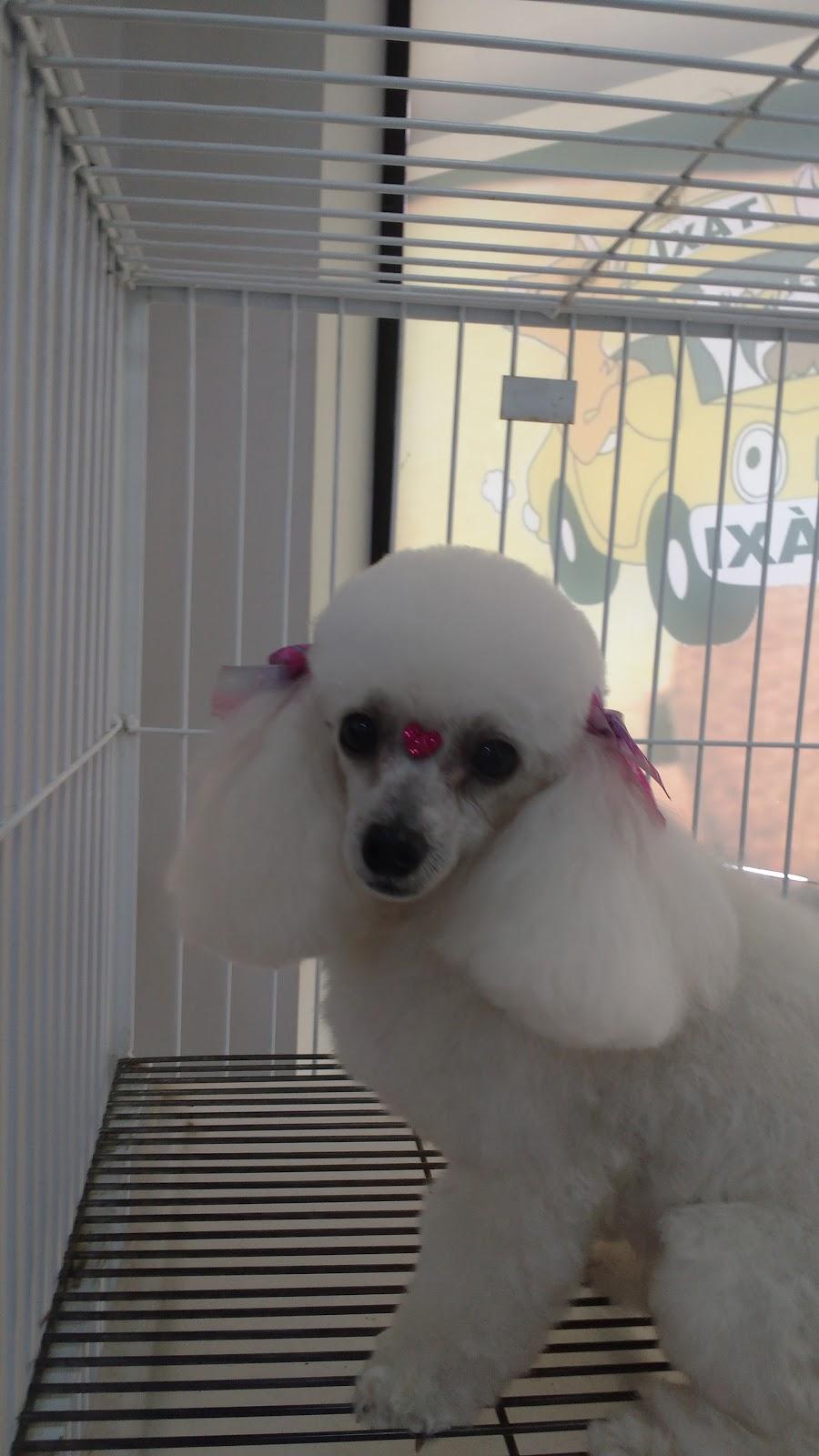 MR .PET'S - Foto 4