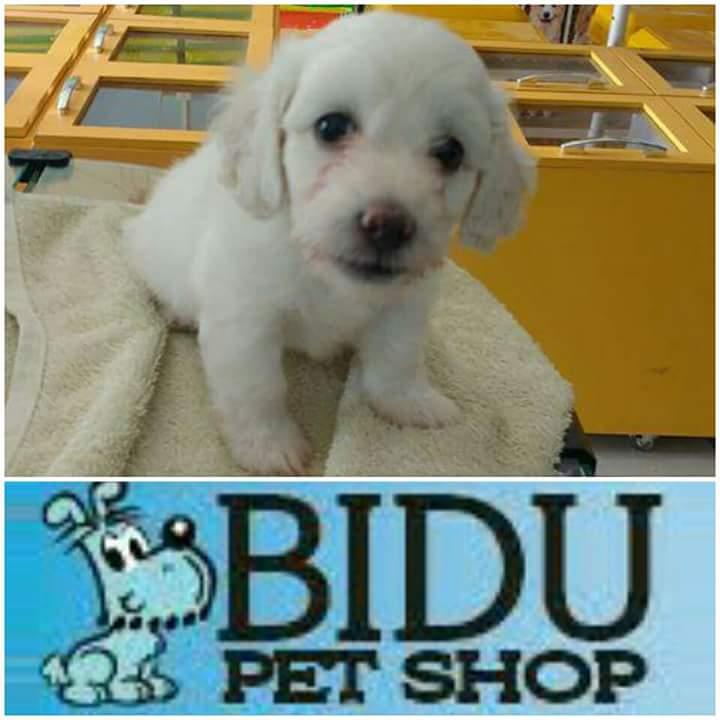 Petshop BIDU - Foto 4