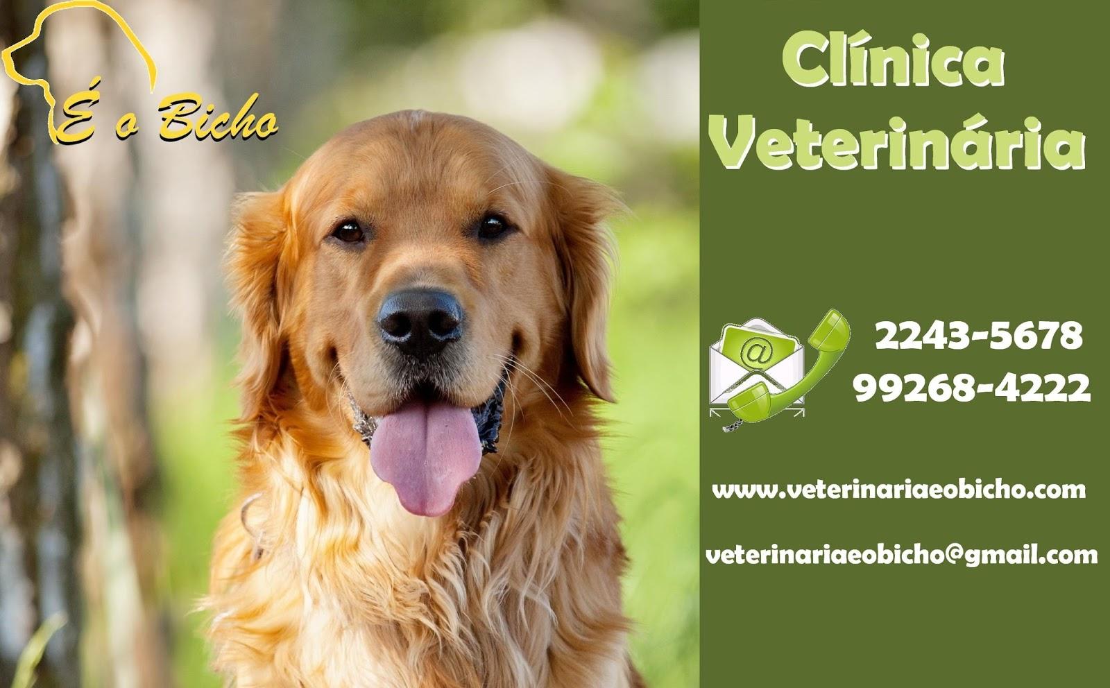 clinica veterinaria e o bicho bingen ortopedia - Foto 5