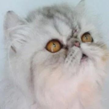 Clínica Veterinária Medicão Jaú