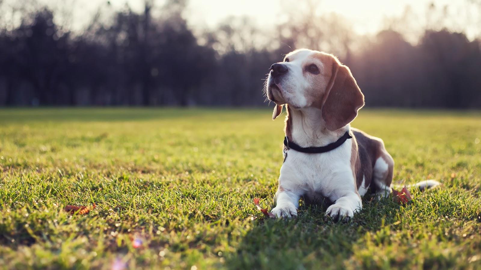 Cães & Gatos Consultório Veterinário