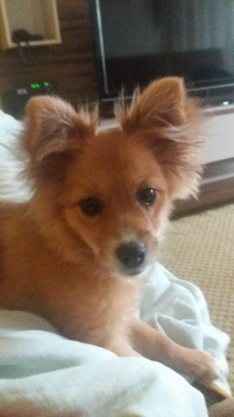 Clínica Veterinária Safari Banho e Tosa