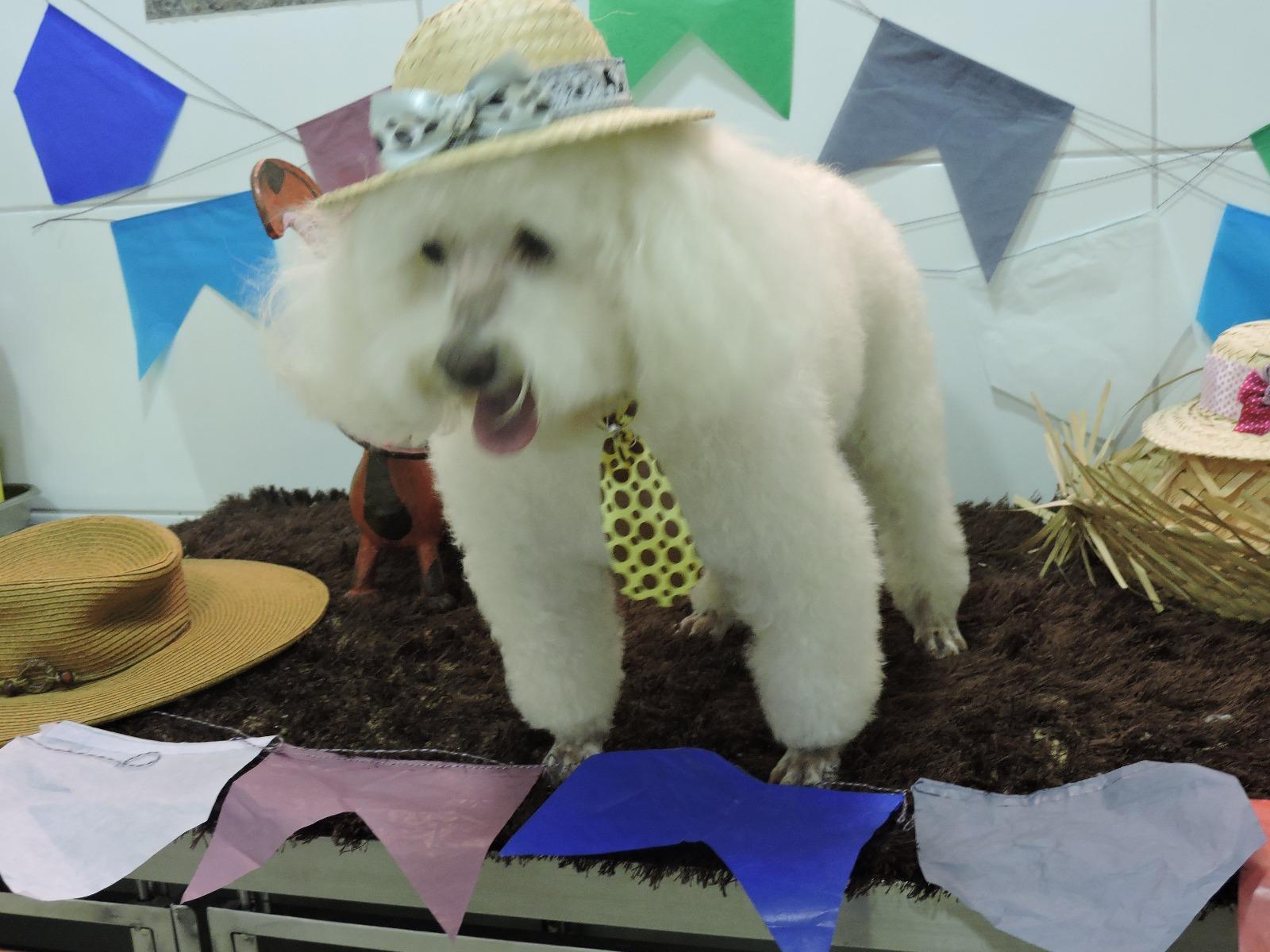 Hospital Veterinário Dr. Laudo de Abreu