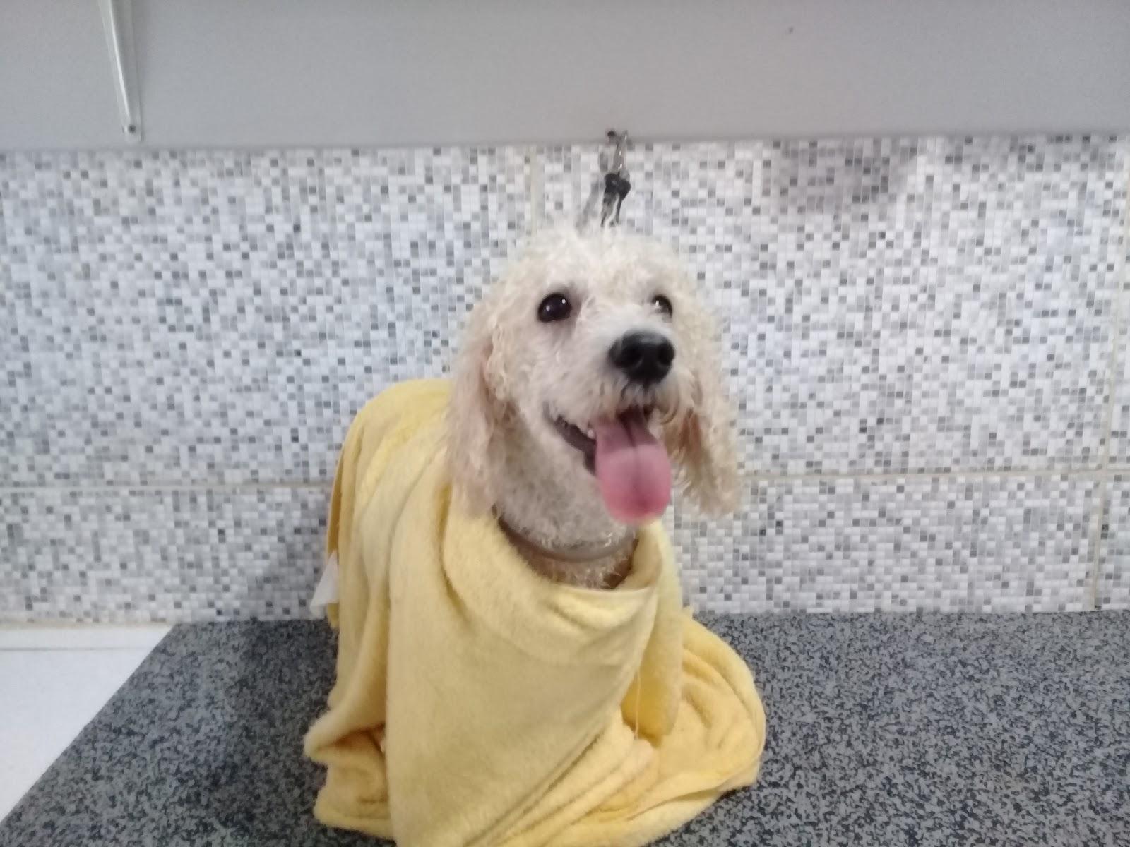 Lar Pet - Foto 4