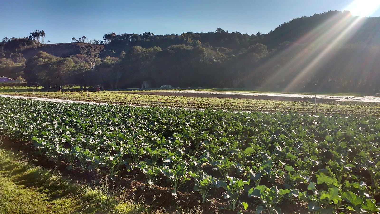 Agrohort Comercial Agropecuária