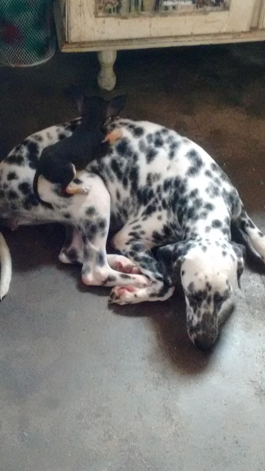 Inopet - Foto 3