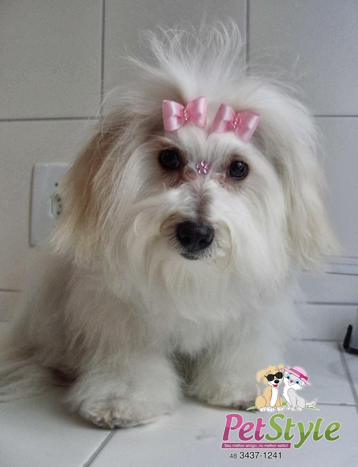 Pet Style - Pet Shop