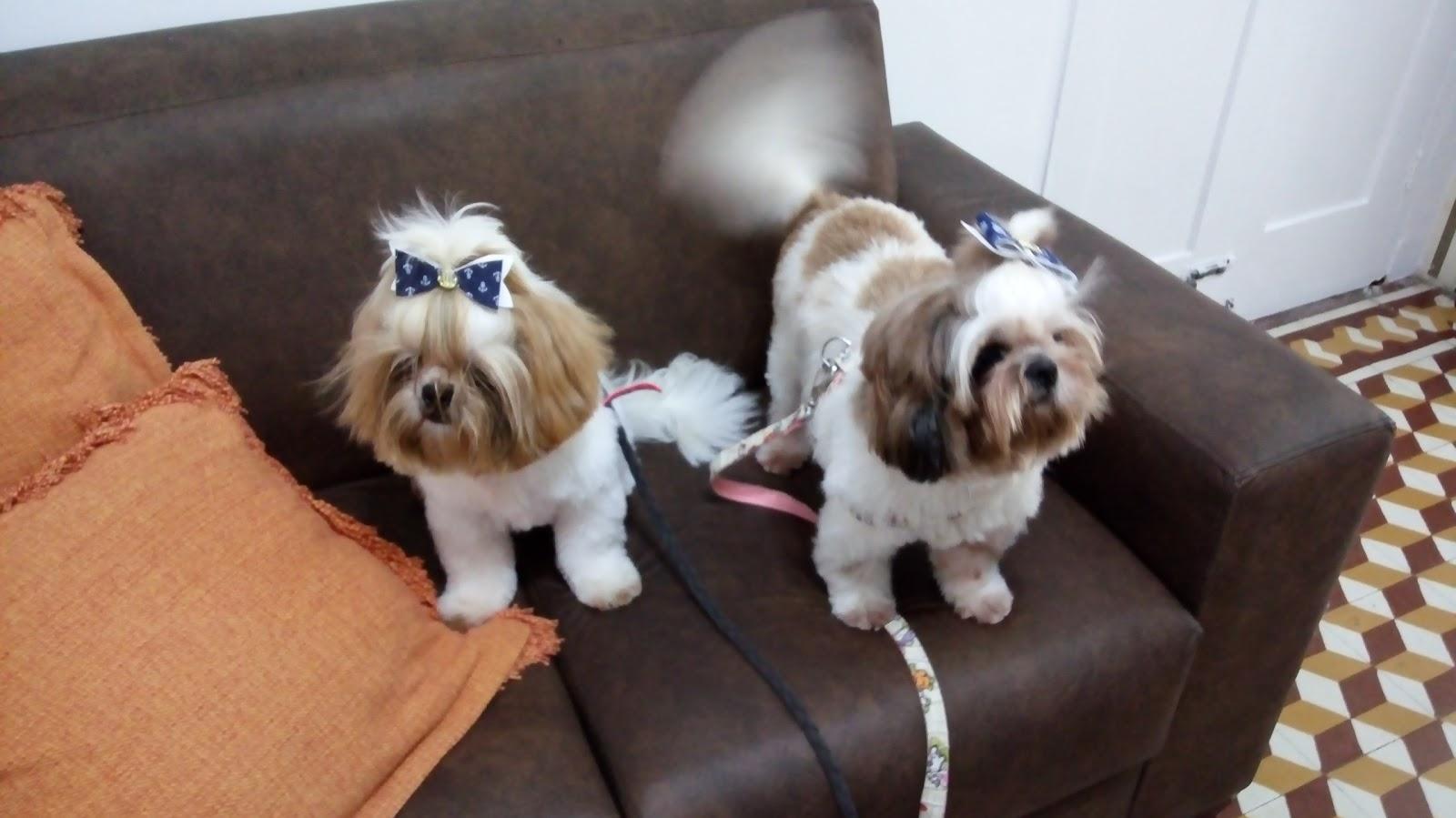 Cão & Cia - Foto 2