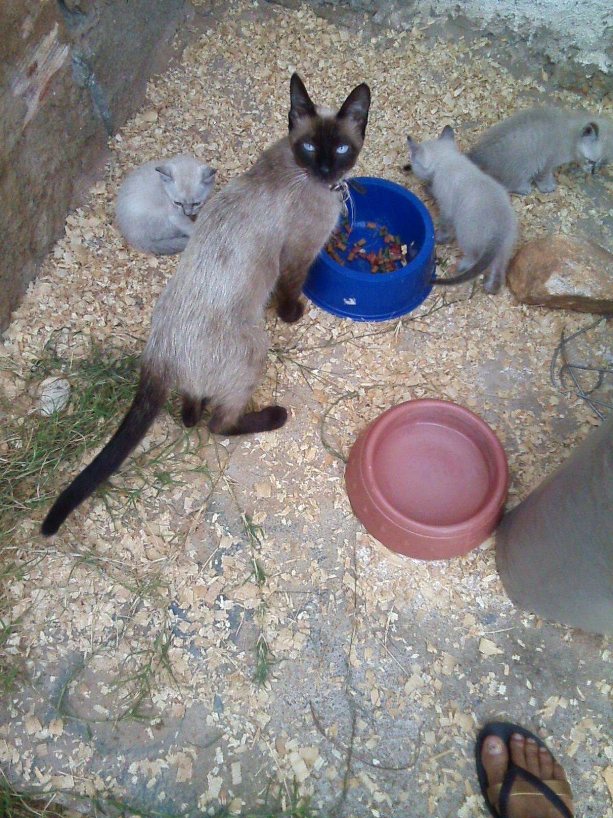 CVC-Centro Veterinário de Caratinga - Caratinga