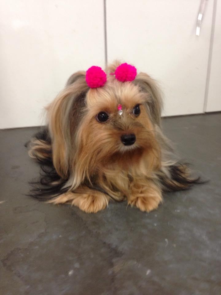 Boutique do Cão - Foto 5