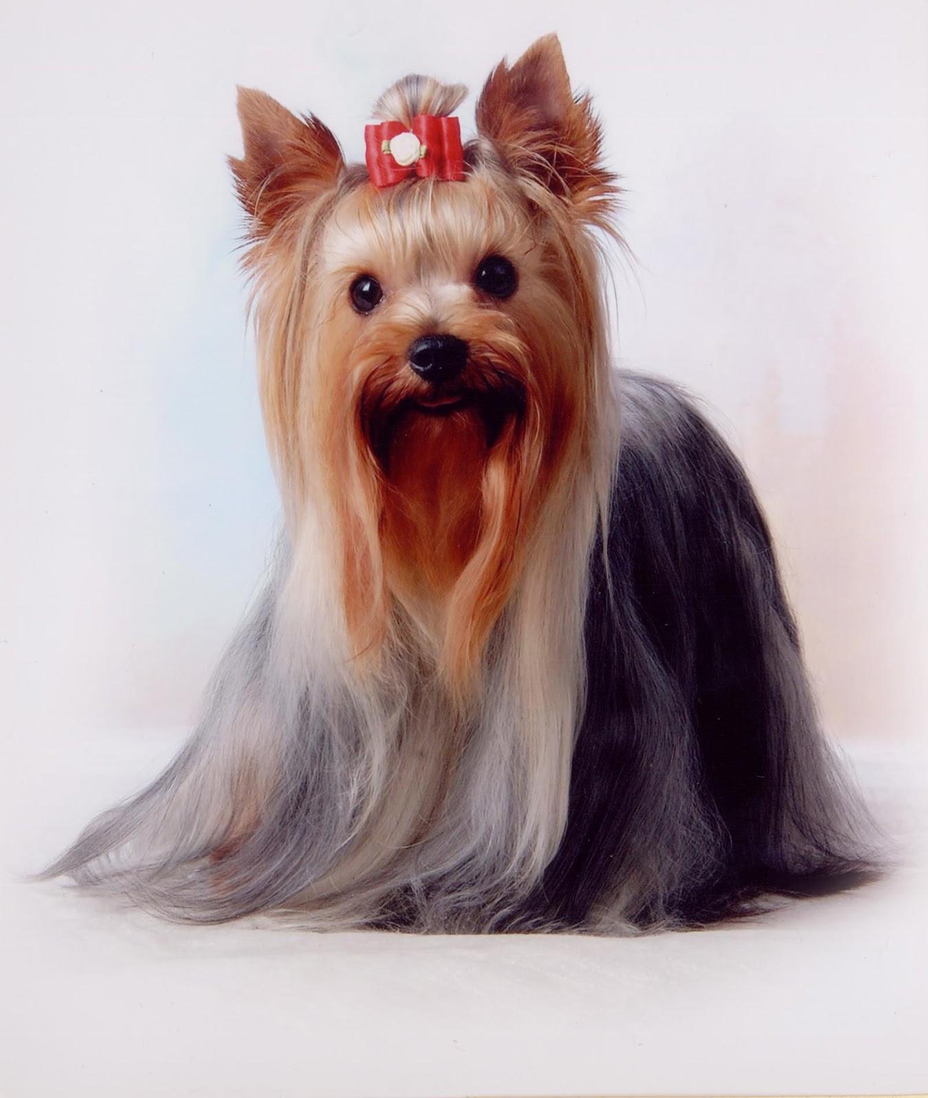 Boutique do Cão - Foto 3