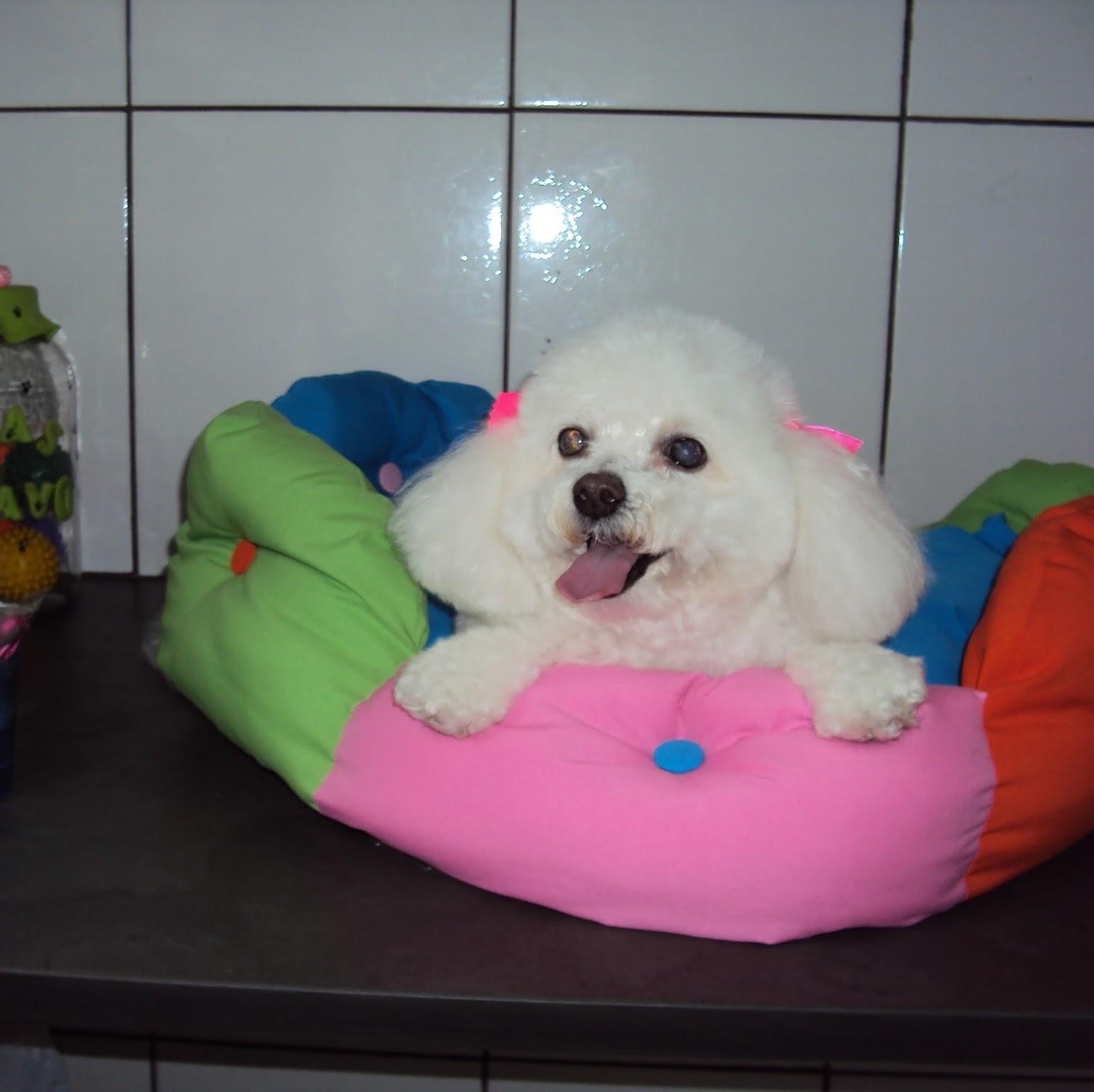 Boutique do Cão - Foto 2