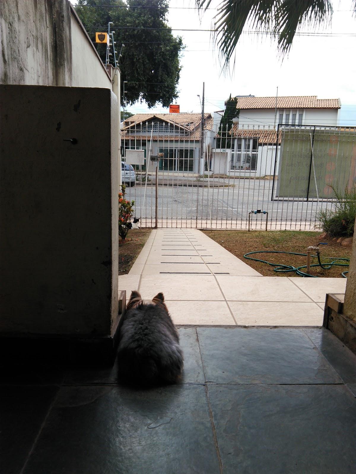 Dog's Club - Foto 2