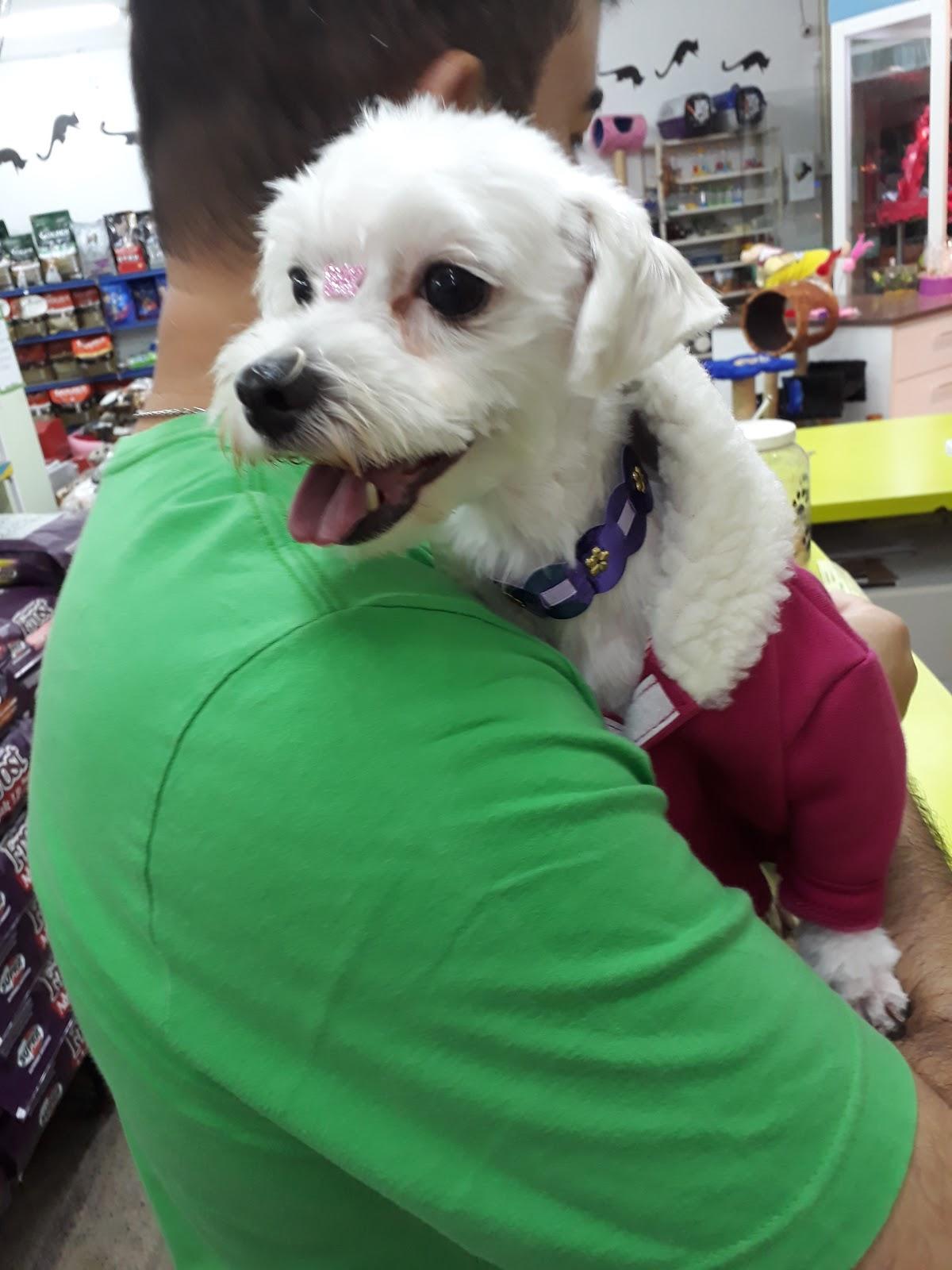 PET MINAS - PET SHOP - Foto 2