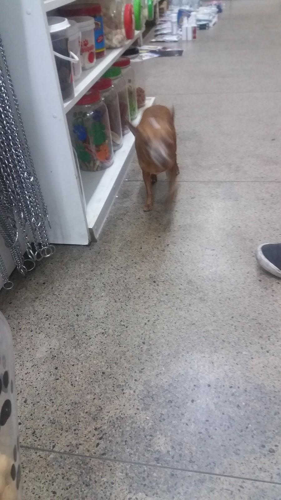 PET MINAS - PET SHOP - Foto 3