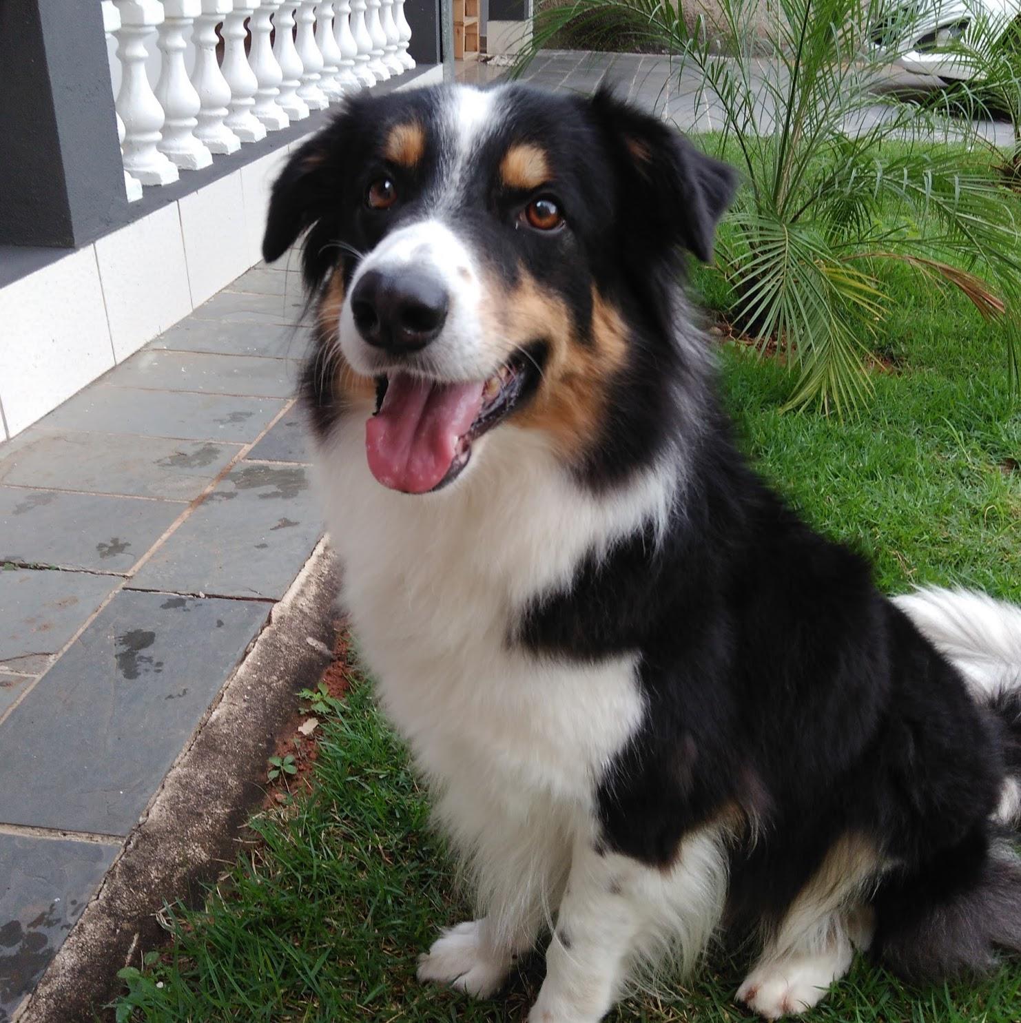 Mascote Clínica Veterinária - Pet Shop em Ipatinga