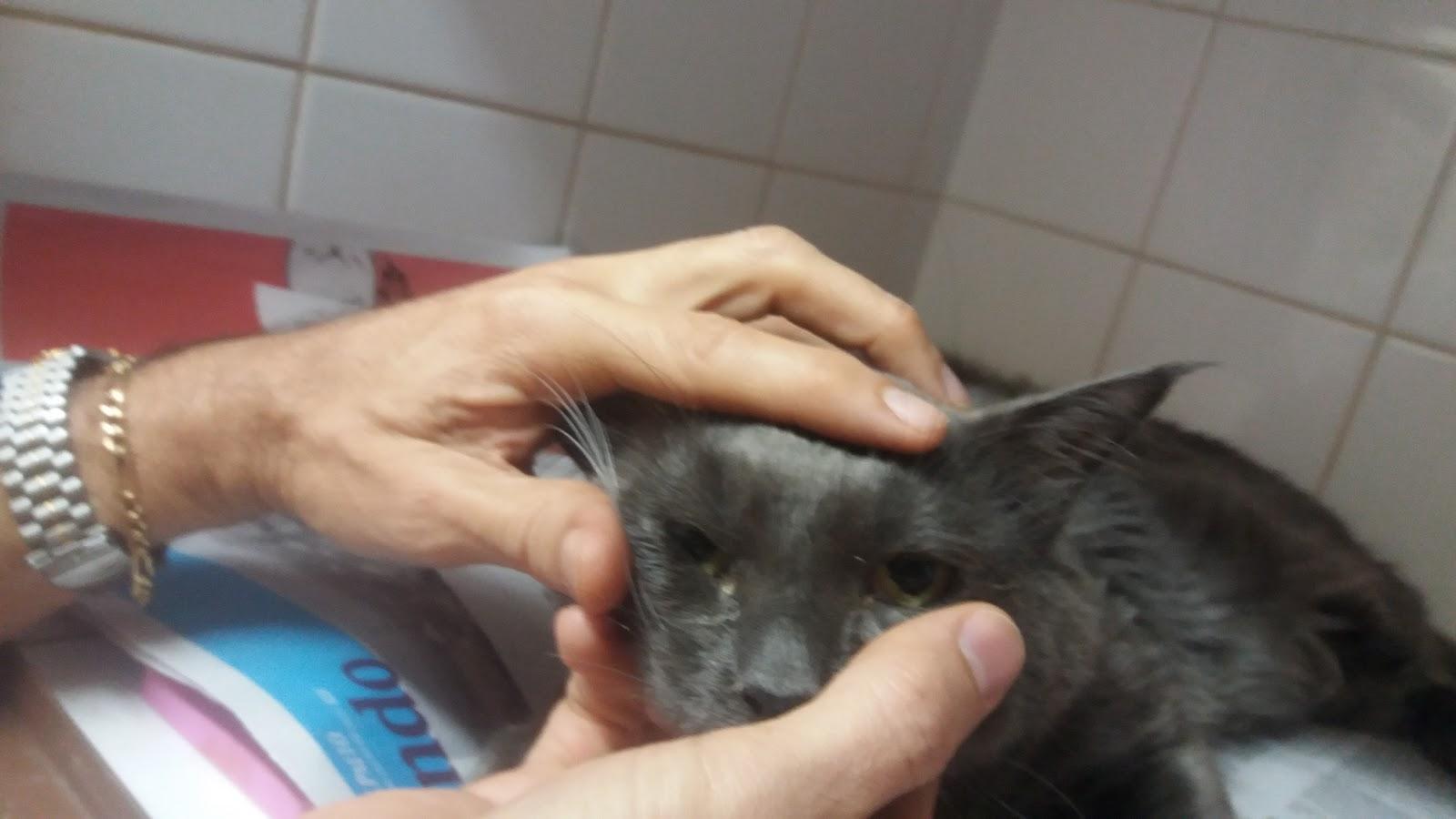 Veterinária Vila Virgínia