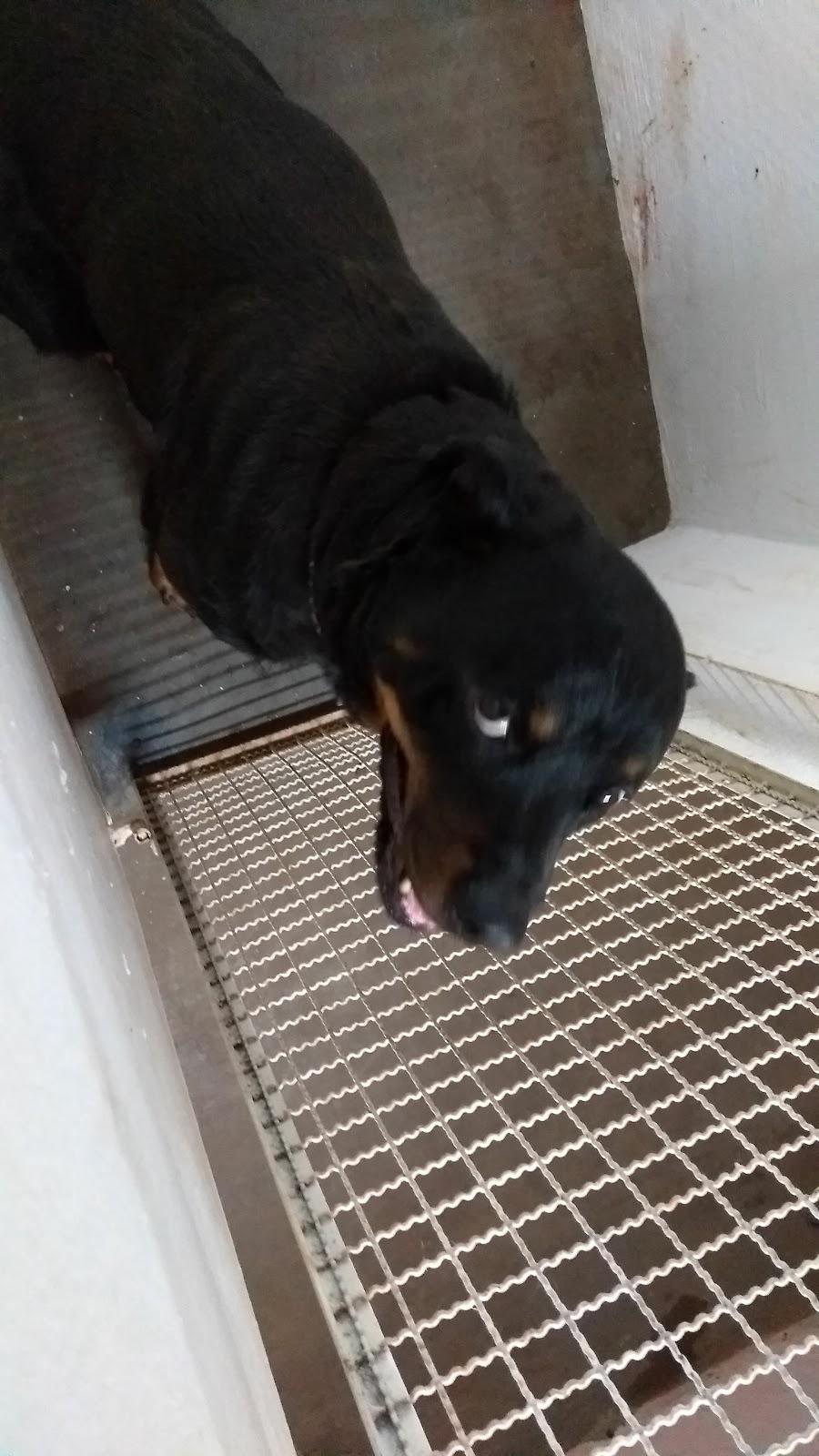 Clínica Veterinária Morada Animais - Foto 2