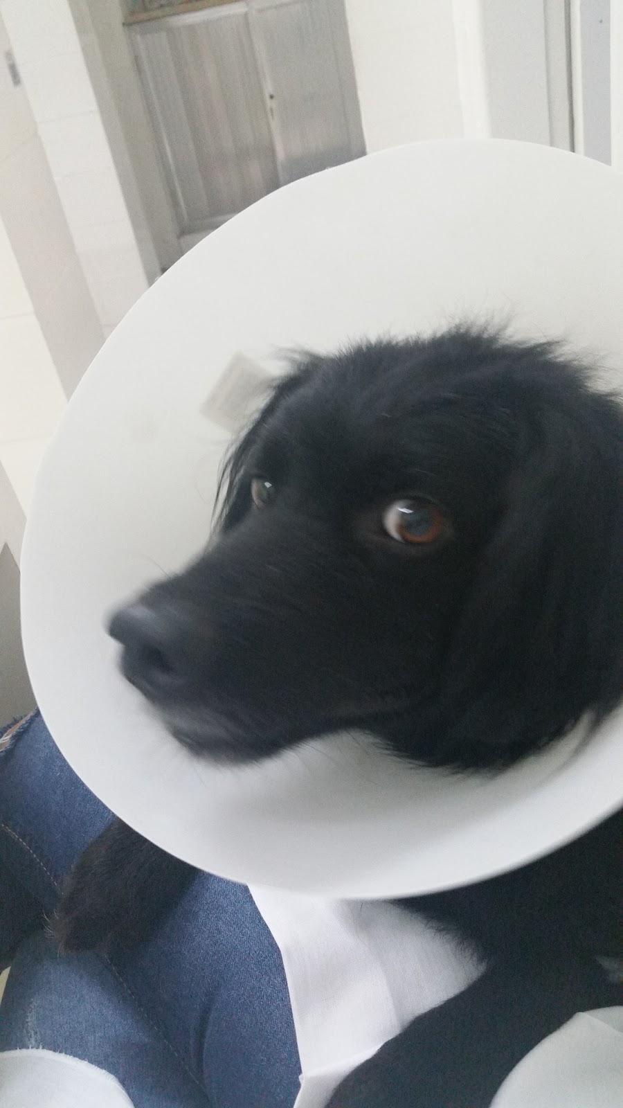 Veterinária & Pet Shop