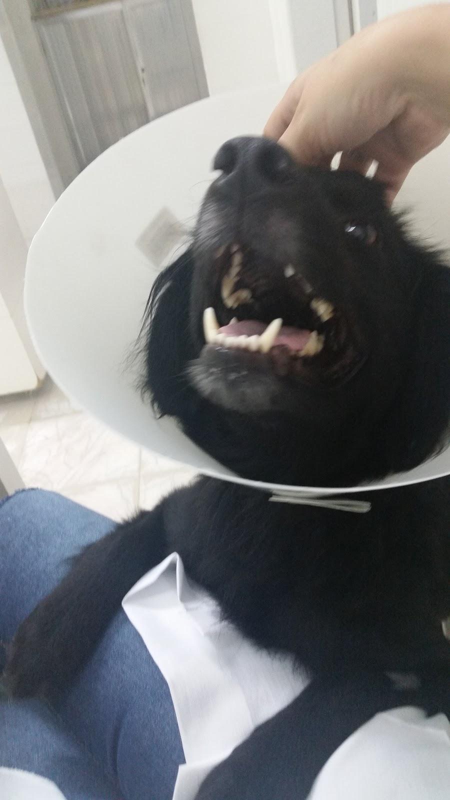 Veterinária & Pet Shop - Foto 4