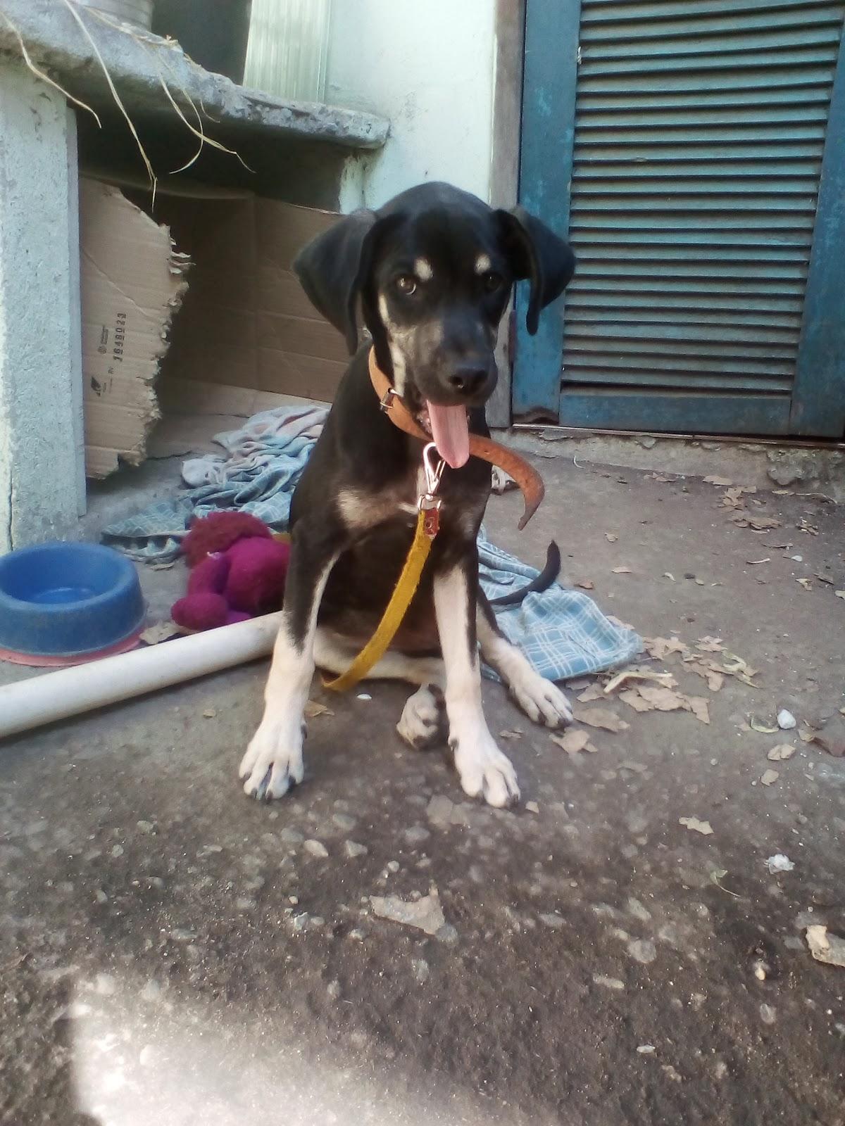 Banho e Tosa / Estética Animal Bonicão