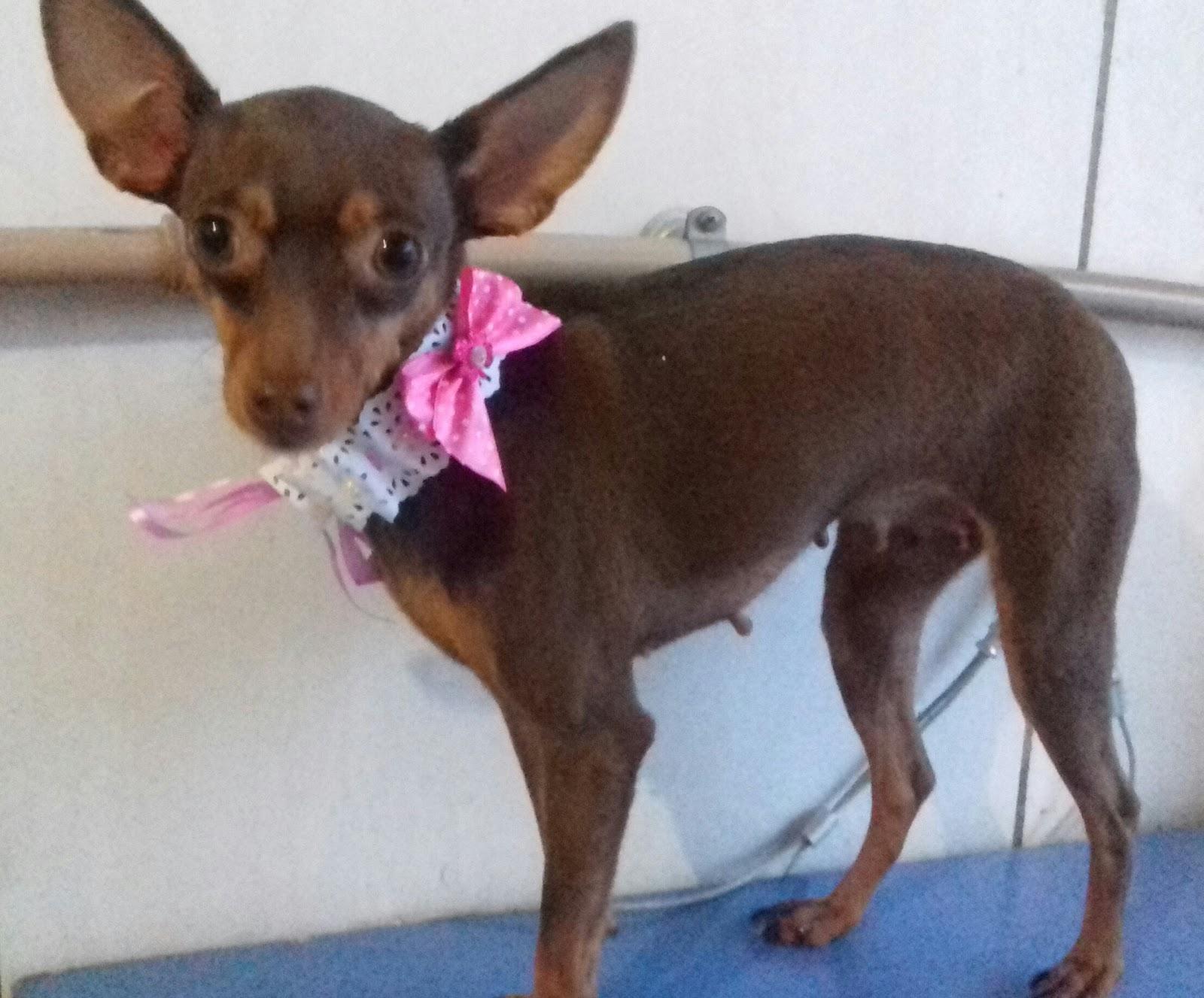 Banho e Tosa Super Cão