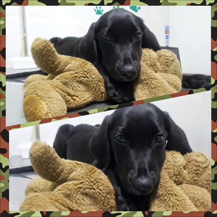 Animal Planet - Consultório Veterinário - Foto 3
