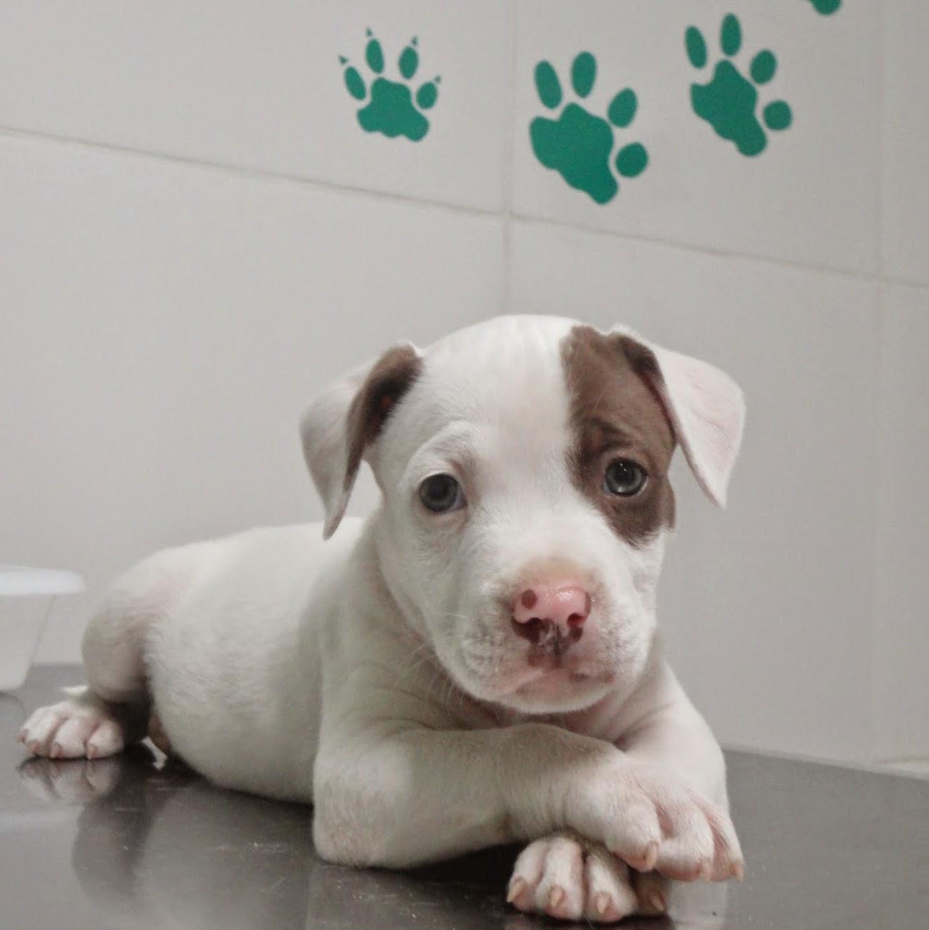 Animal Planet - Consultório Veterinário - Pet Shop em Nova Iguaçu