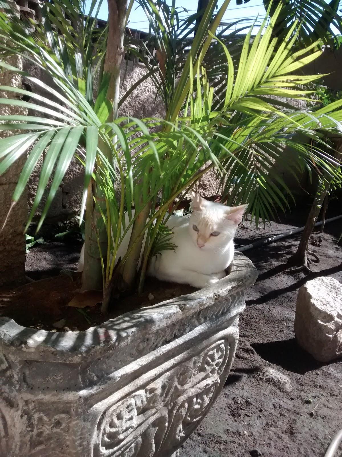 FÁBIO BOMFIM MÉDICO VETERINÁRIO