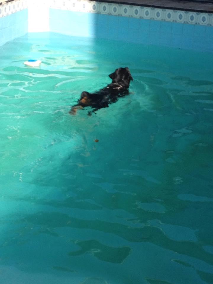 Zooper Reabilitação Veterinária - Foto 4