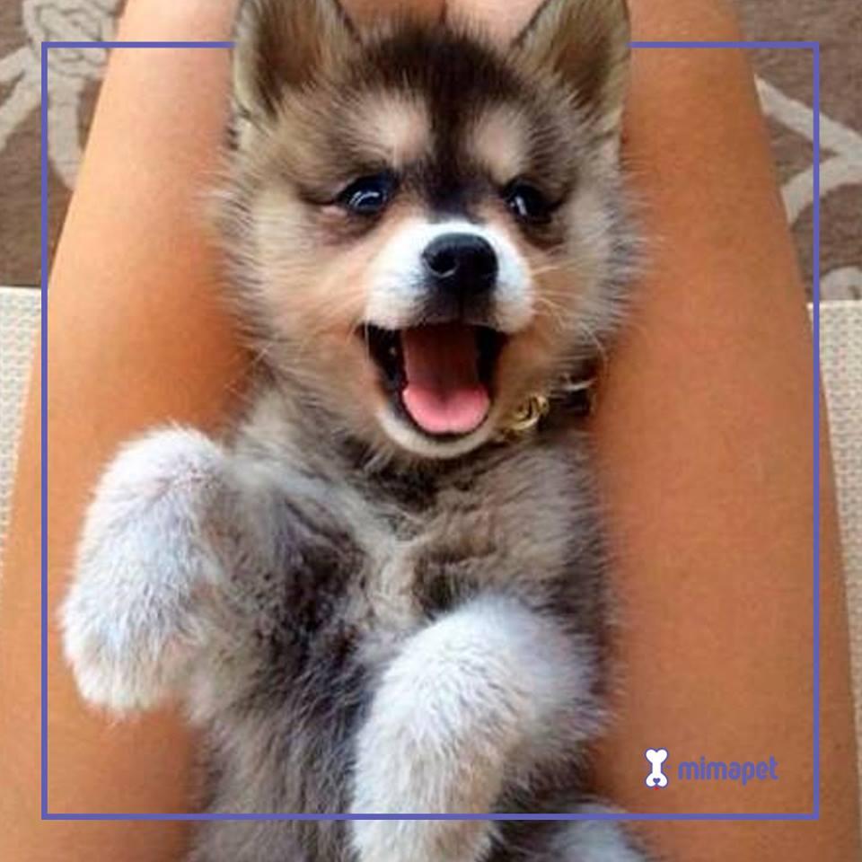 Mimapet - Foto 3