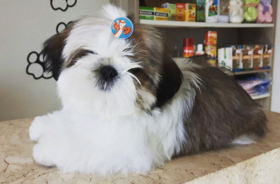 Mimapet - Foto 4