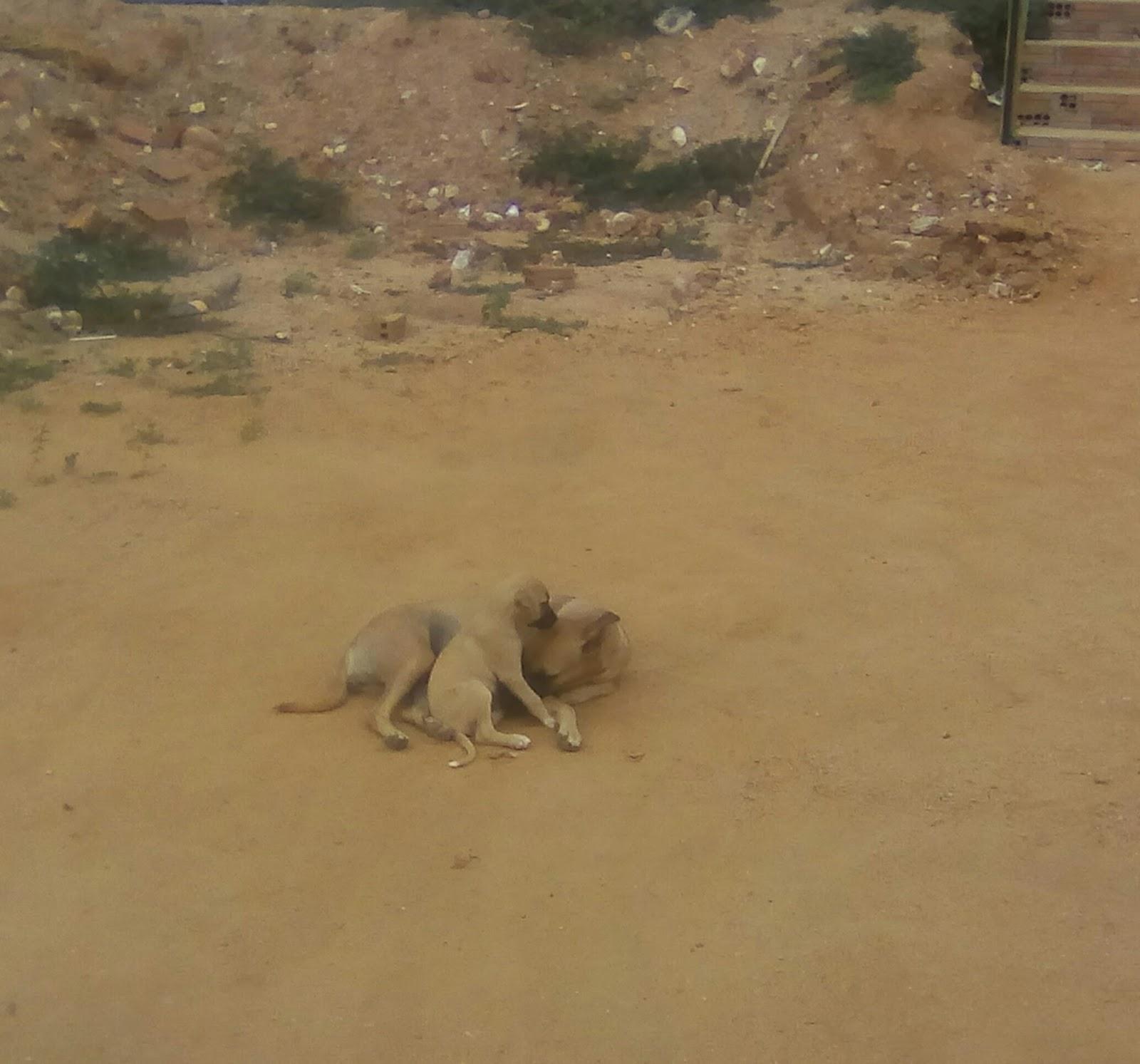 Veterinary Hospital UFCG