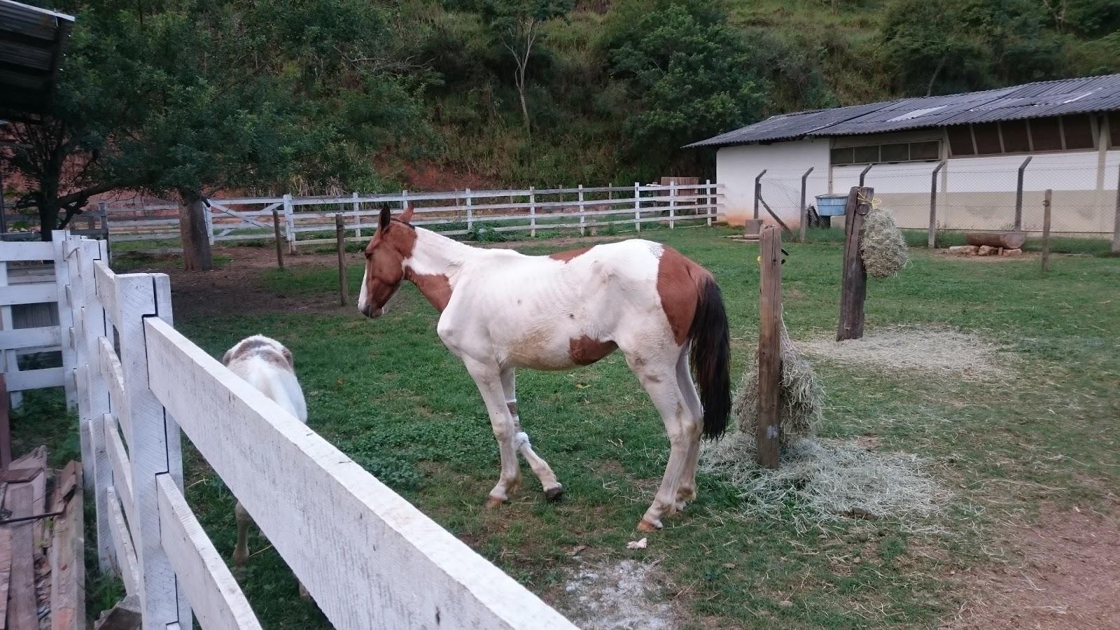 Hospital Veterinário da UFV - Pet Shop em Viçosa