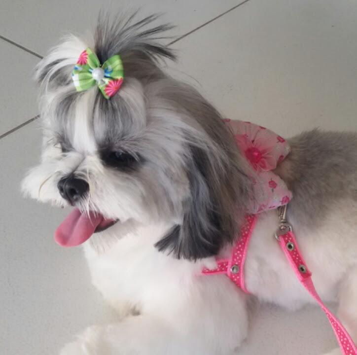 Amimais Veterinária - Foto 2