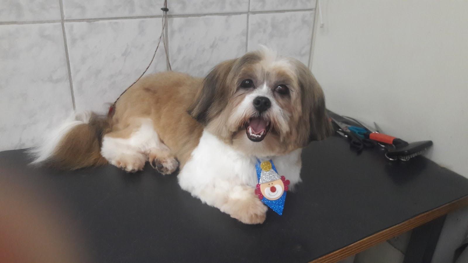 Mimos Da Gi Banho E Tosa