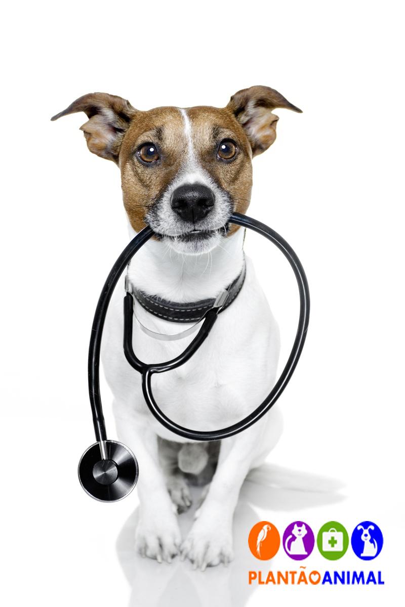 Clínica Veterinária Taubaté - Plantão Animal - Foto 4