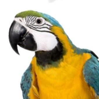 Clínica Veterinária Agro Aves