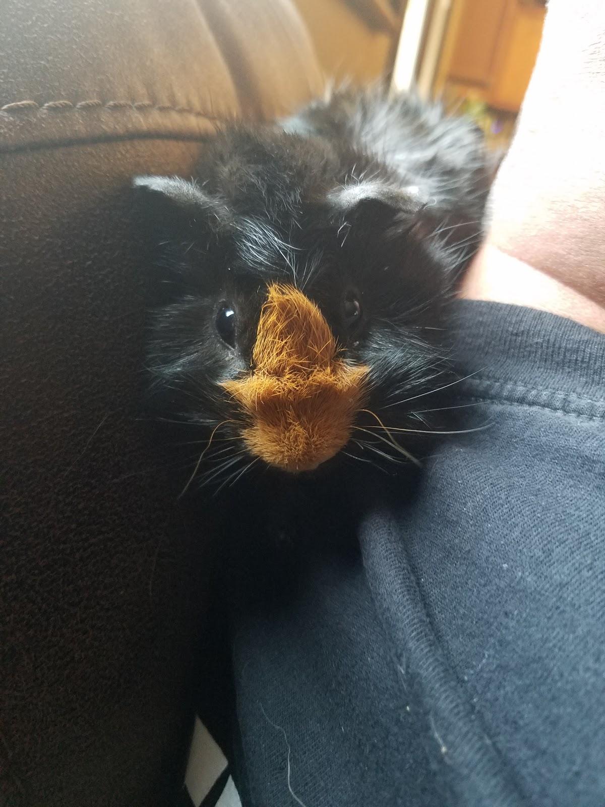 Petco - Foto 3