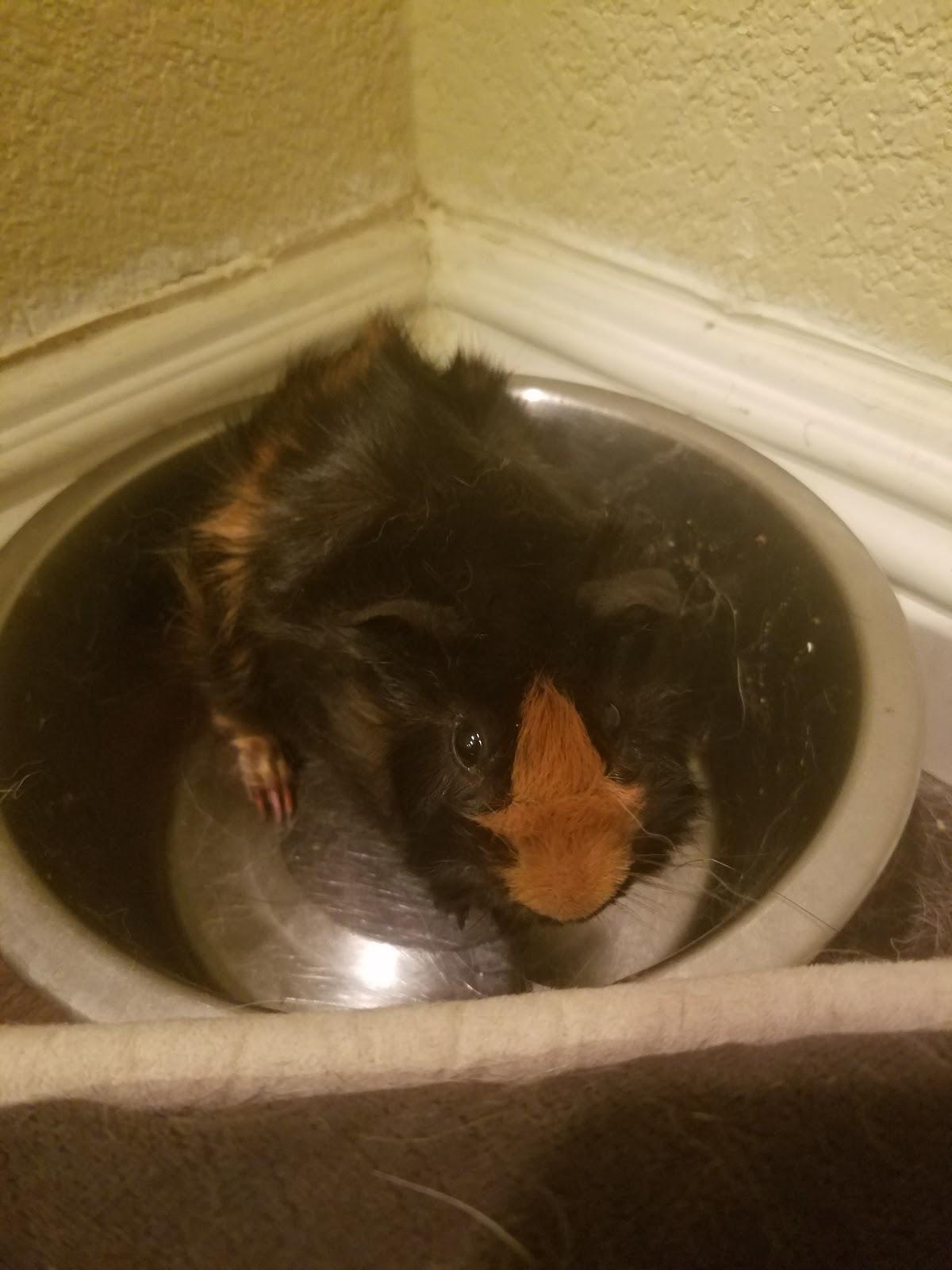 Petco - Foto 4
