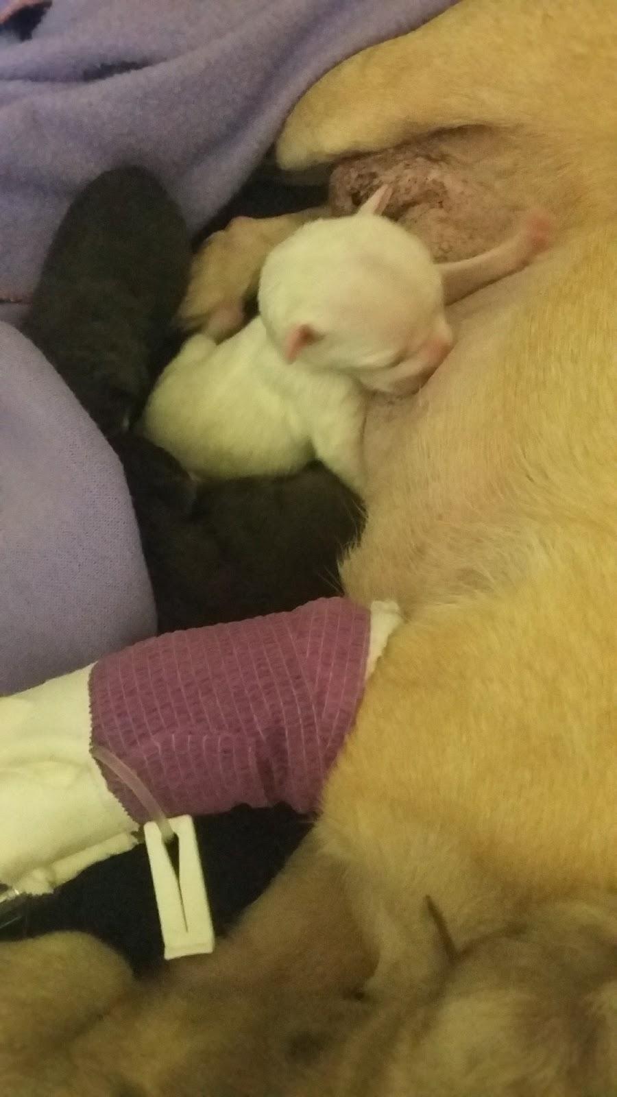 Desert Veterinary Group