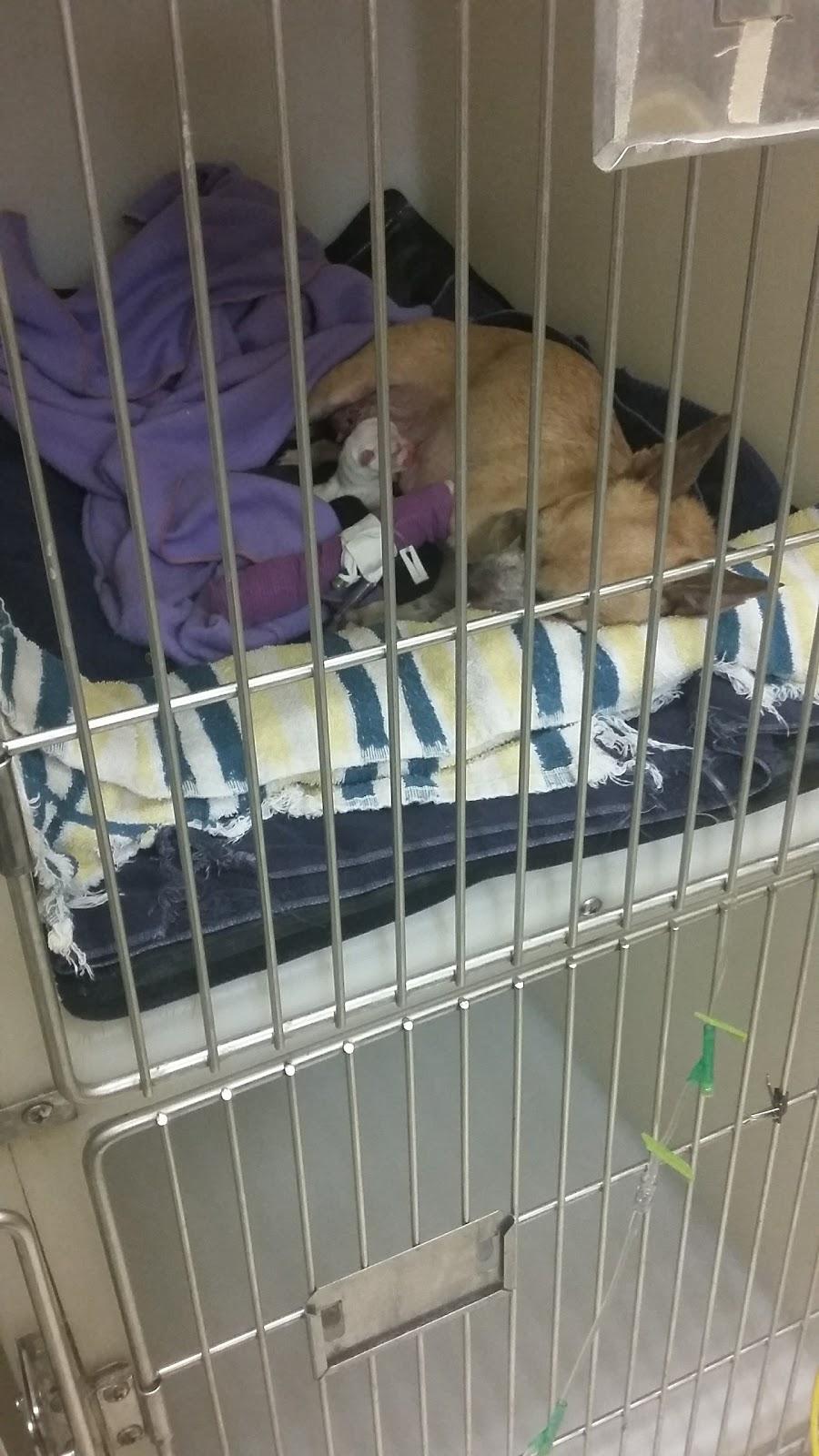 Desert Veterinary Group - Foto 4