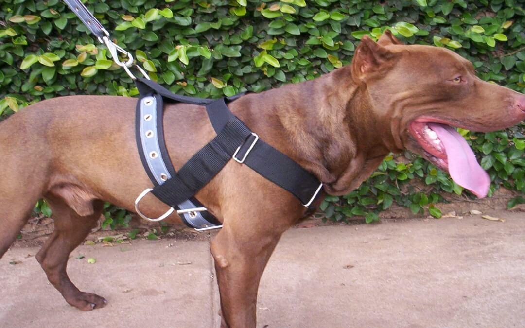 Alternativapet - Foto 5